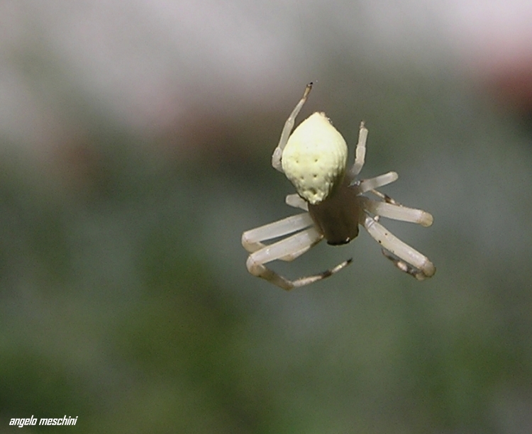 Thomisus onustus in volo (no. Misumena vatia)